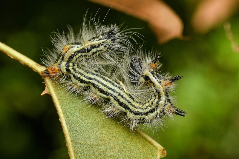 Asp Caterpillars