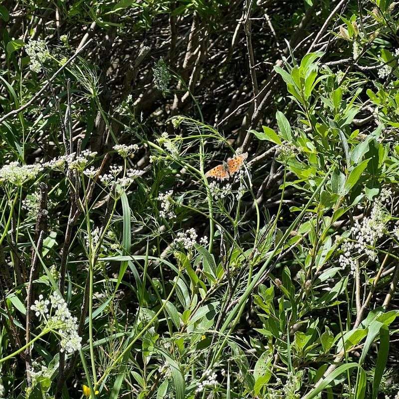 Perennial Pepperweed