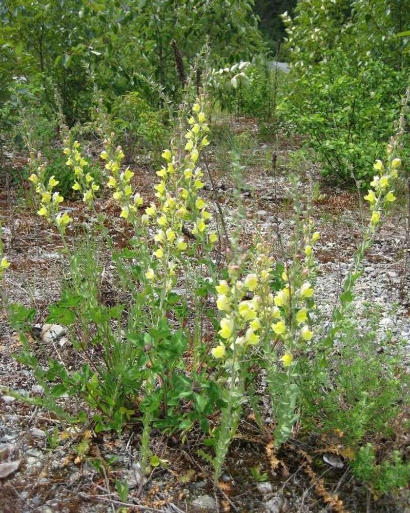 Dalmatian Toadflax