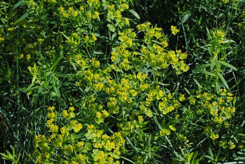 Leafy Spurge
