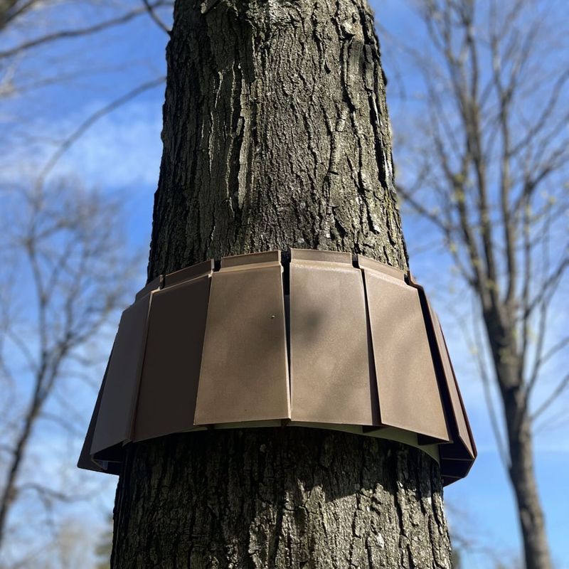 Set Sticky Traps