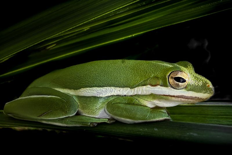 Tree Frogs