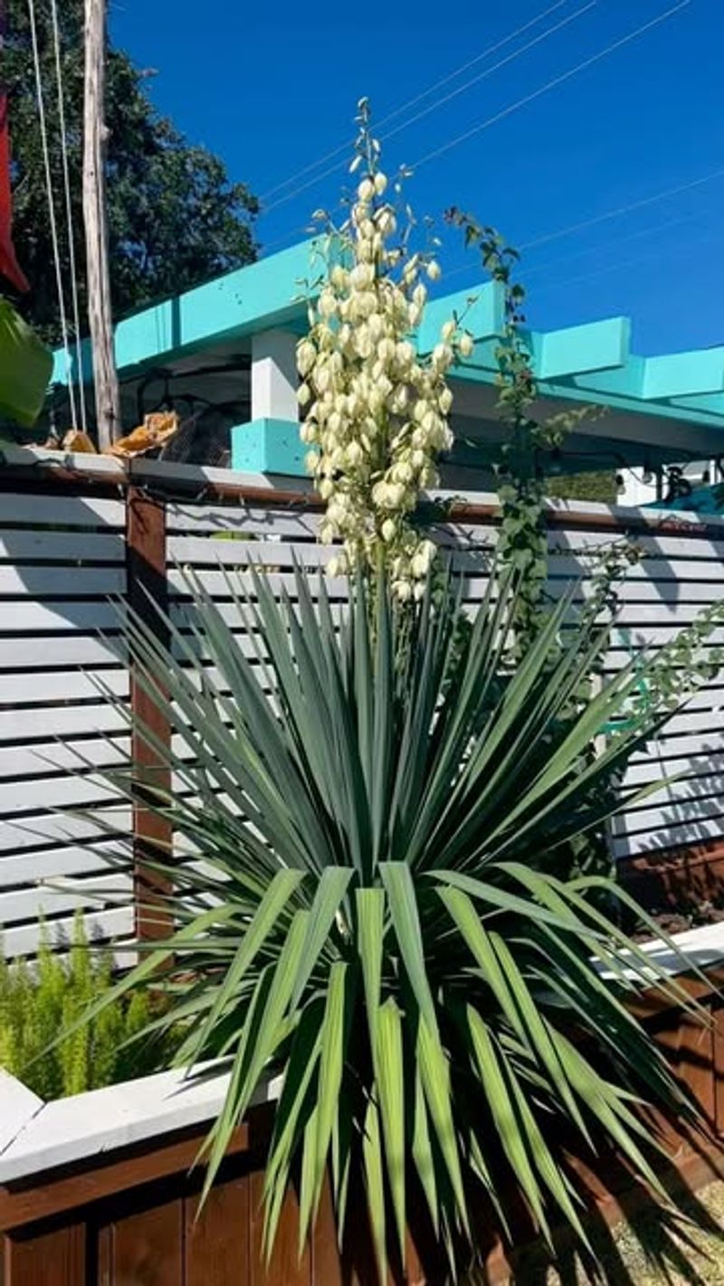 Yucca