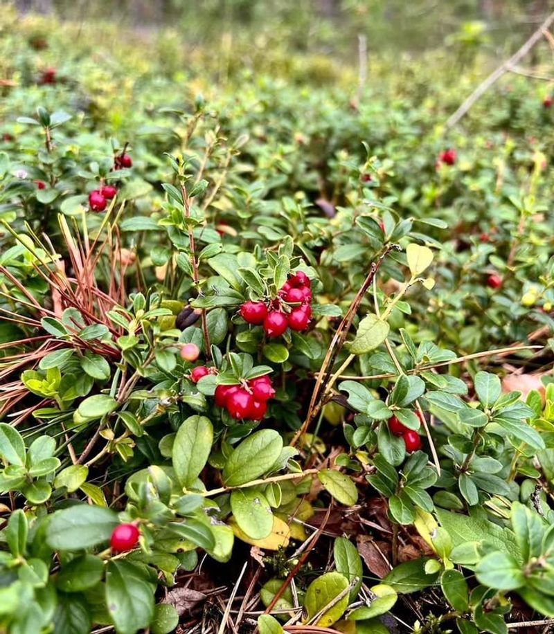 Lingonberries