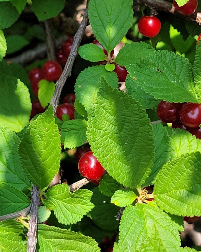Nanking Cherry