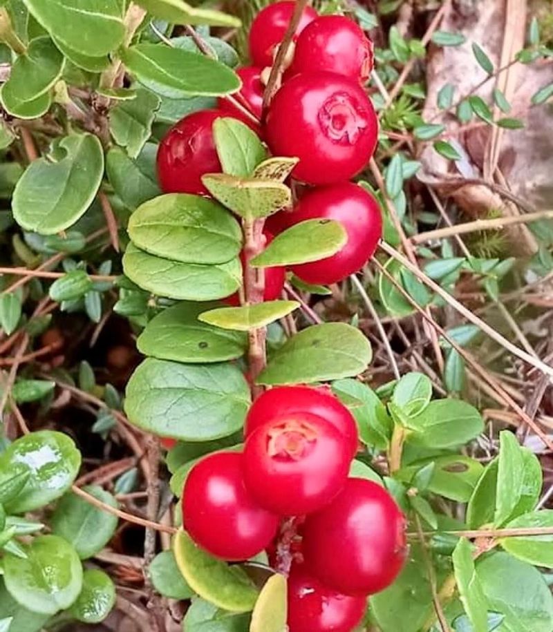 Lingonberries