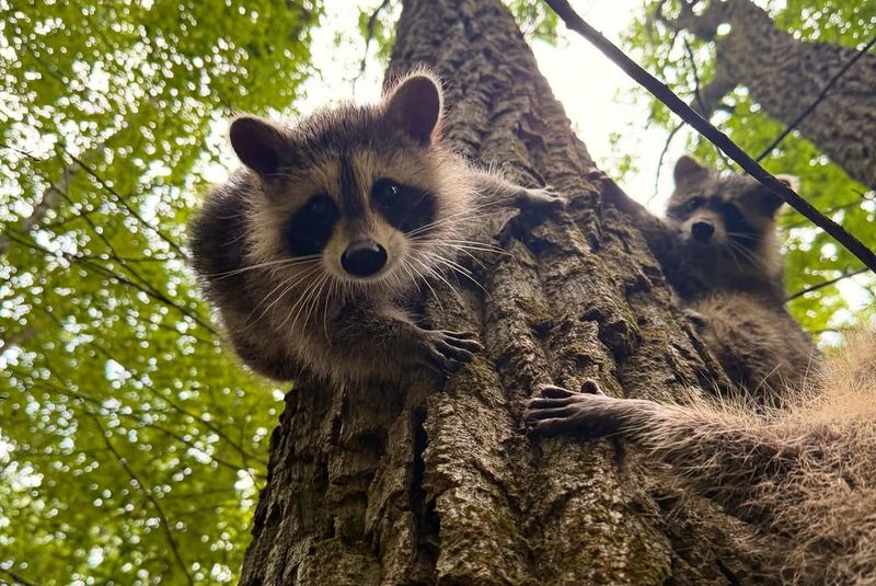 Professional Removal Costs Less Than Property Damage