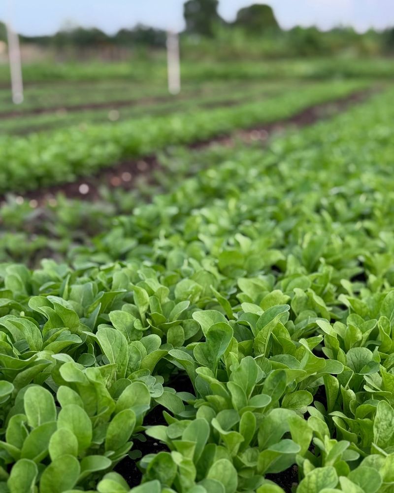 Atlantic Arugula