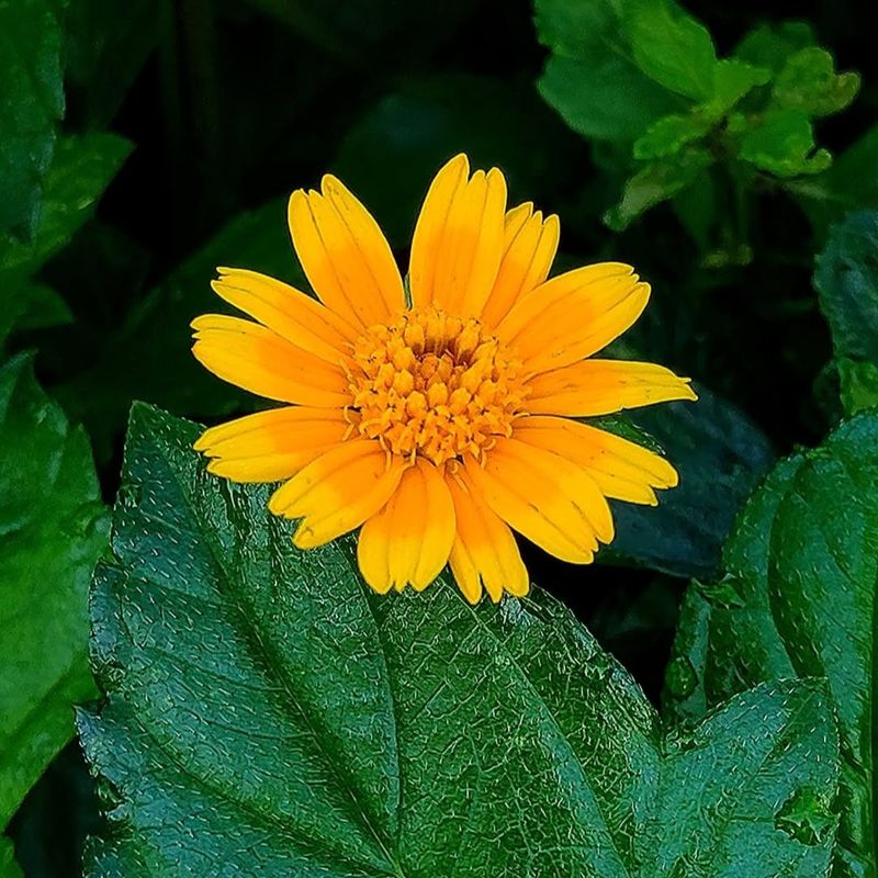 Creeping Oxeye