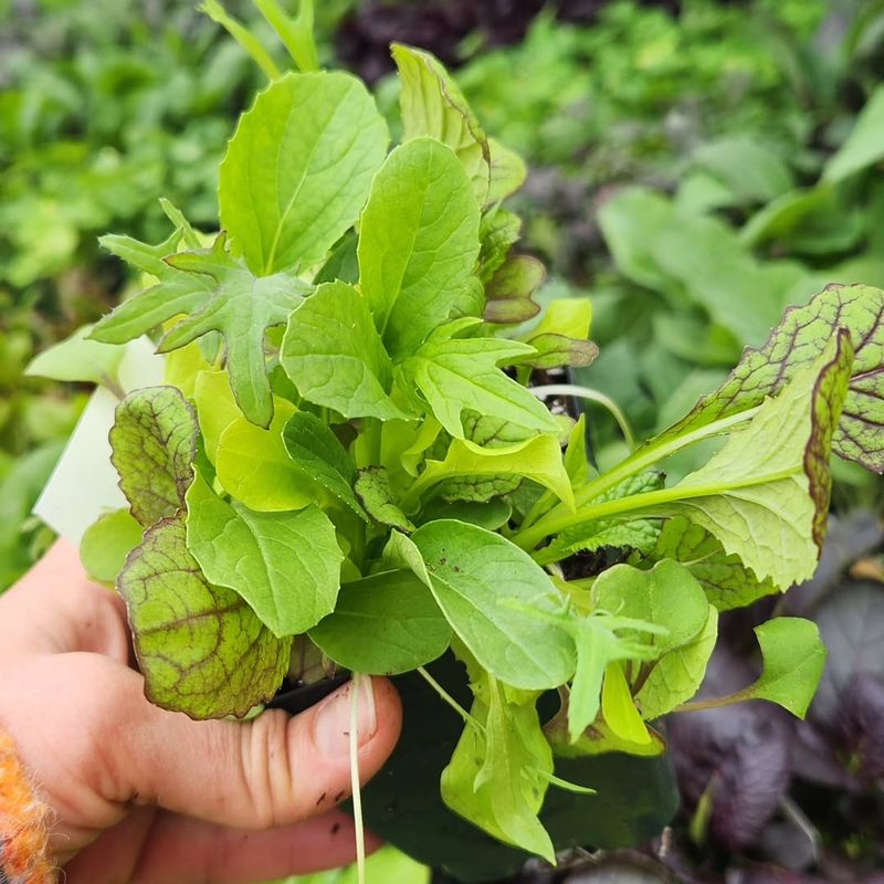 Herbs And Vegetable Starts For Every Kitchen Garden