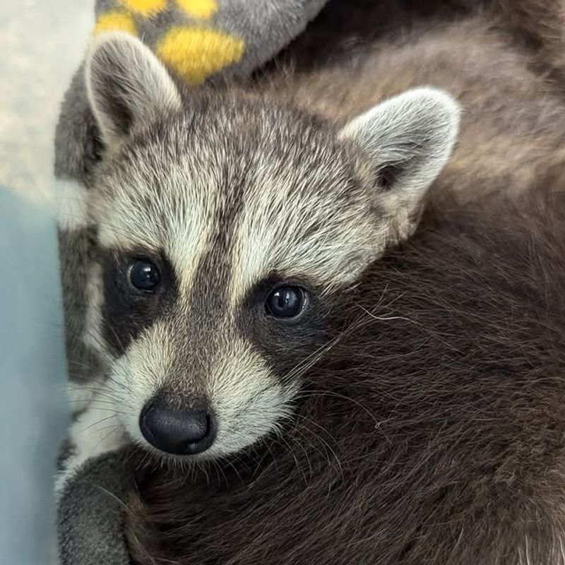 Check Your Homeowner's Insurance Coverage First