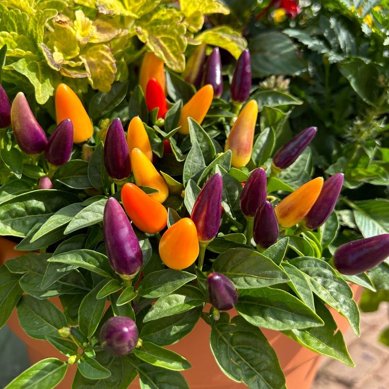 Ornamental Peppers