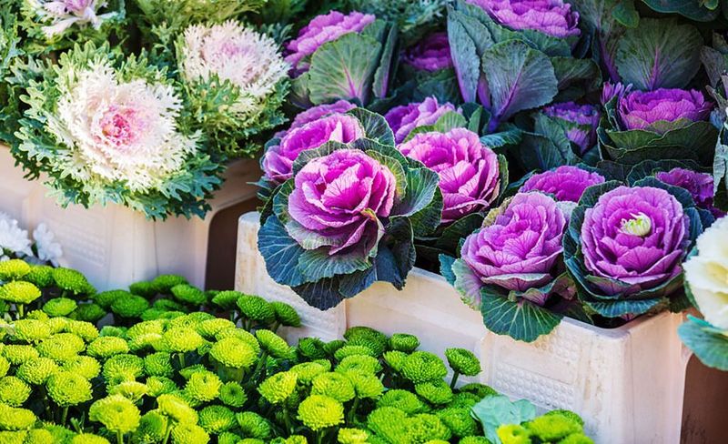 Ornamental Kale And Cabbage