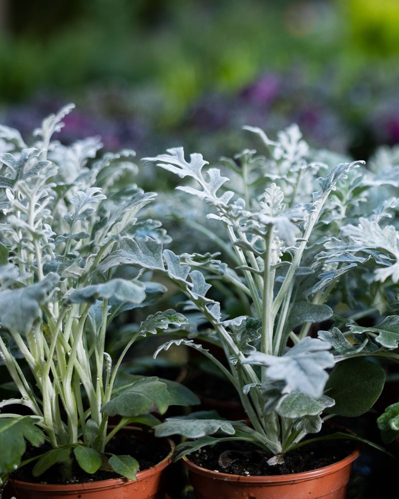 Dusty Miller