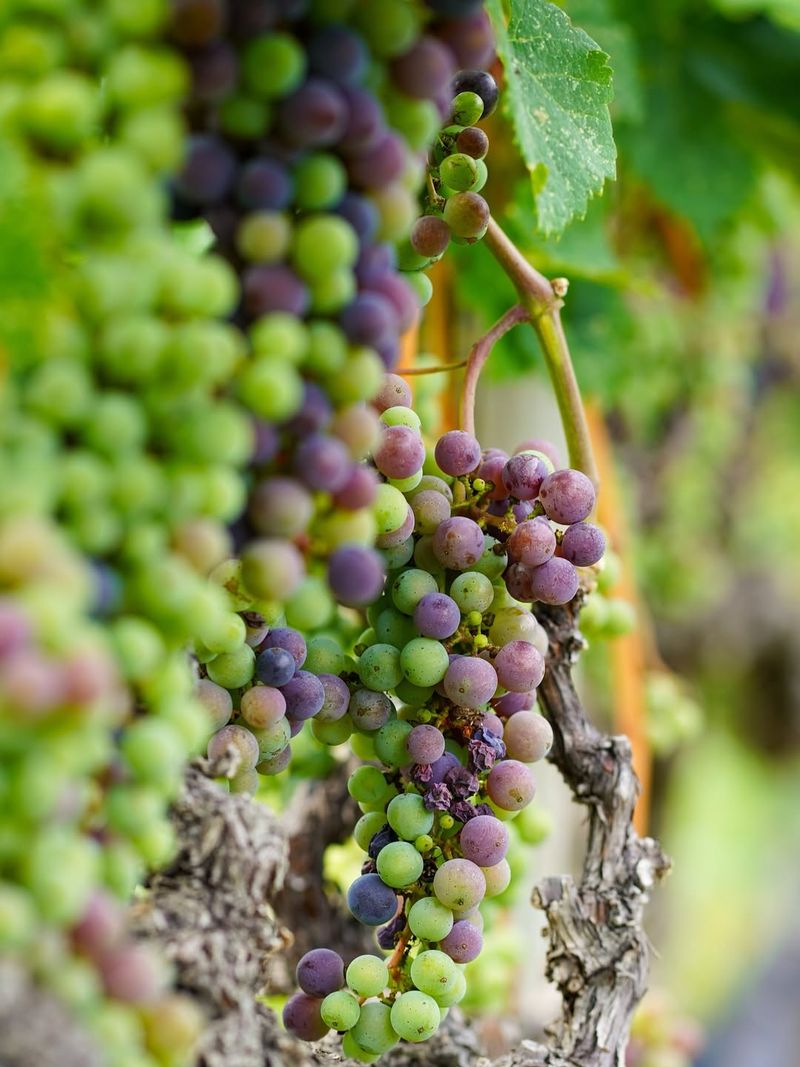 Grapevines