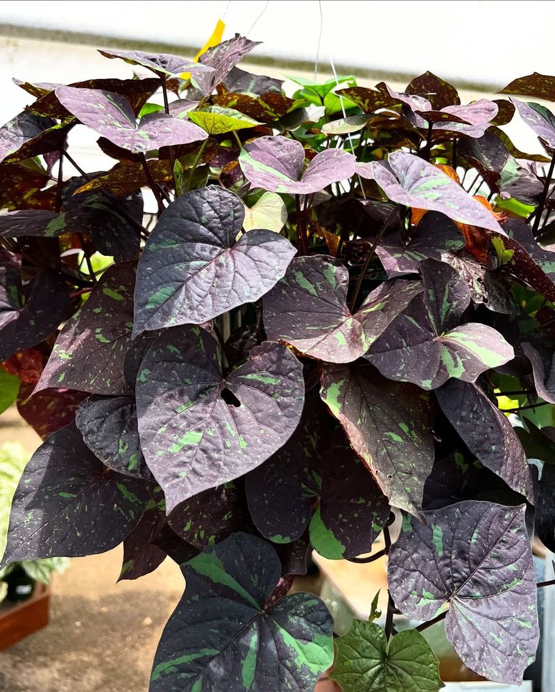 Sweet Potato Vine In Dark Varieties
