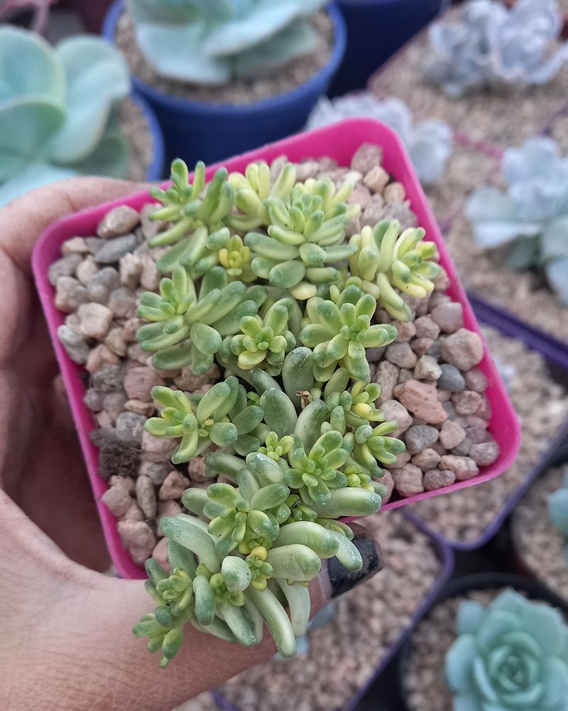 Sedum album (White Stonecrop)