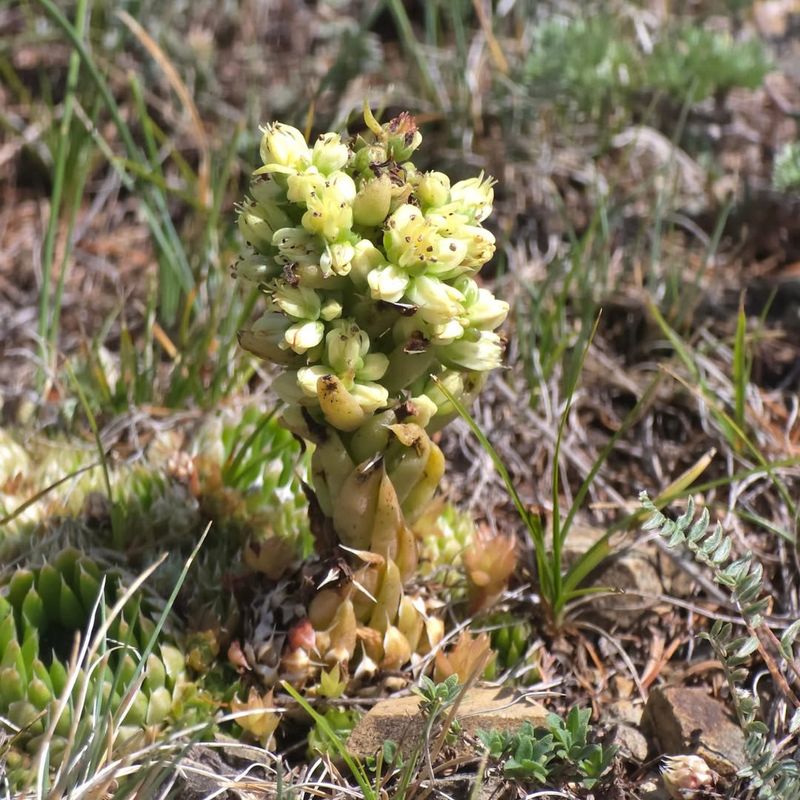 Orostachys spinosa (Spiny Pennywort)