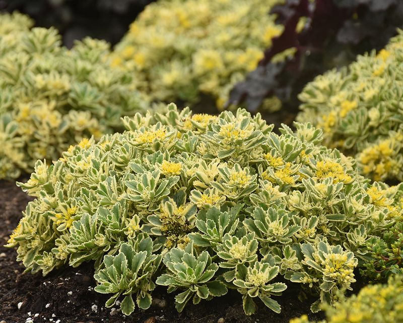 Sedum kamtschaticum