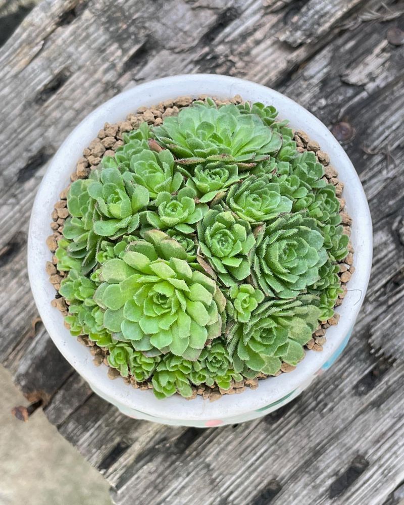 Rosularia platyphylla