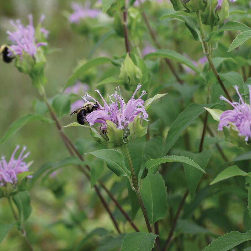 Bee Balm's Protective Winter Hat