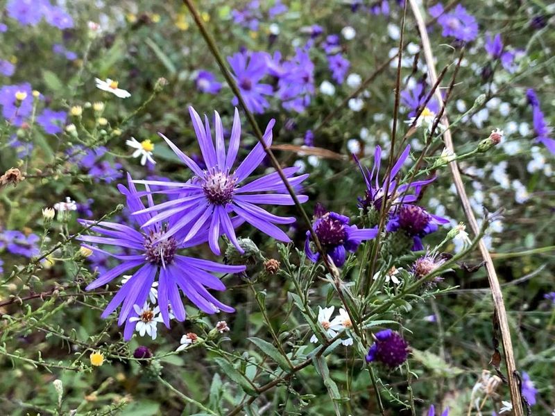 Buzzing Asters