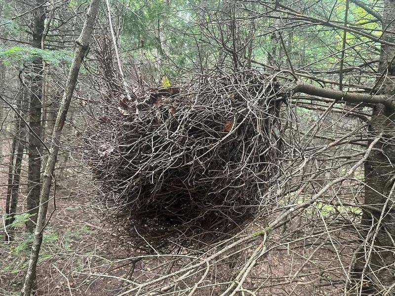 Witches' Broom Branch Deformities