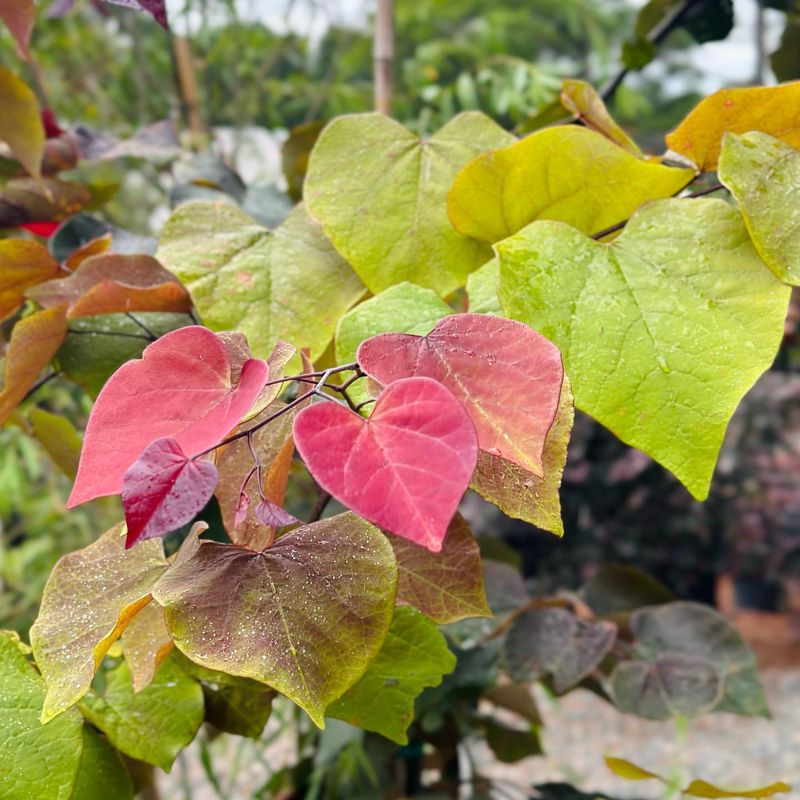Vibrant Foliage Creates Visual Beacons