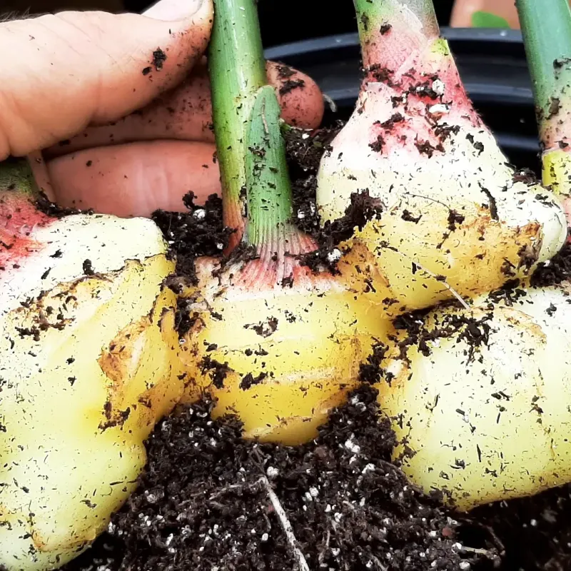 Prepare Your Ginger For Planting