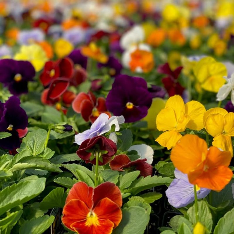 Add Pansies And Violas For Instant Appeal