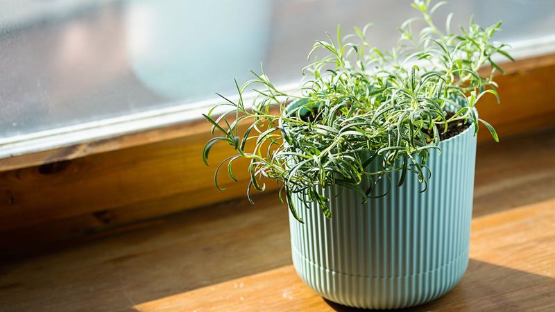 Adjust Your Watering Schedule For Indoor Conditions