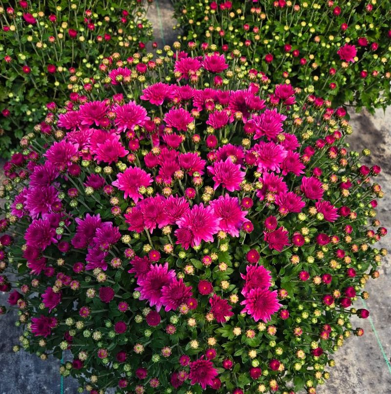 Forgetting To Consider Your Planting Location