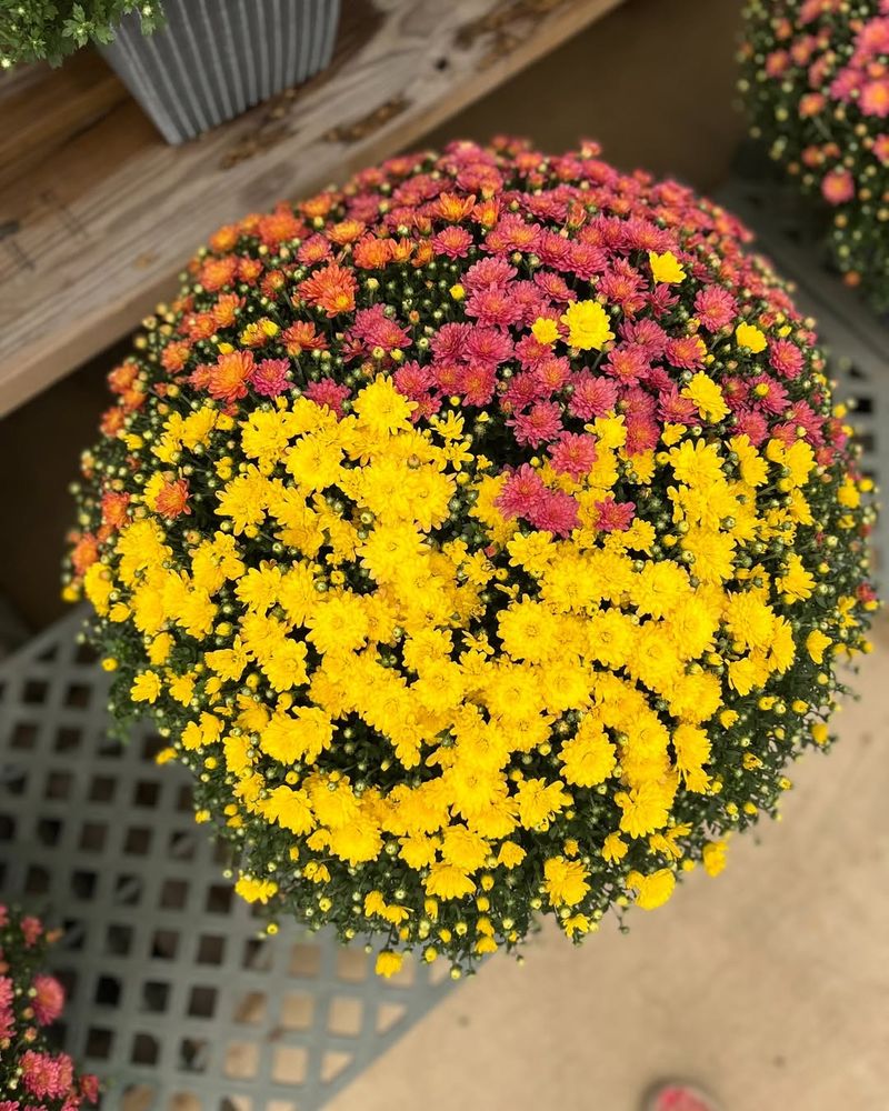 Overlooking Variety Differences And Bloom Times