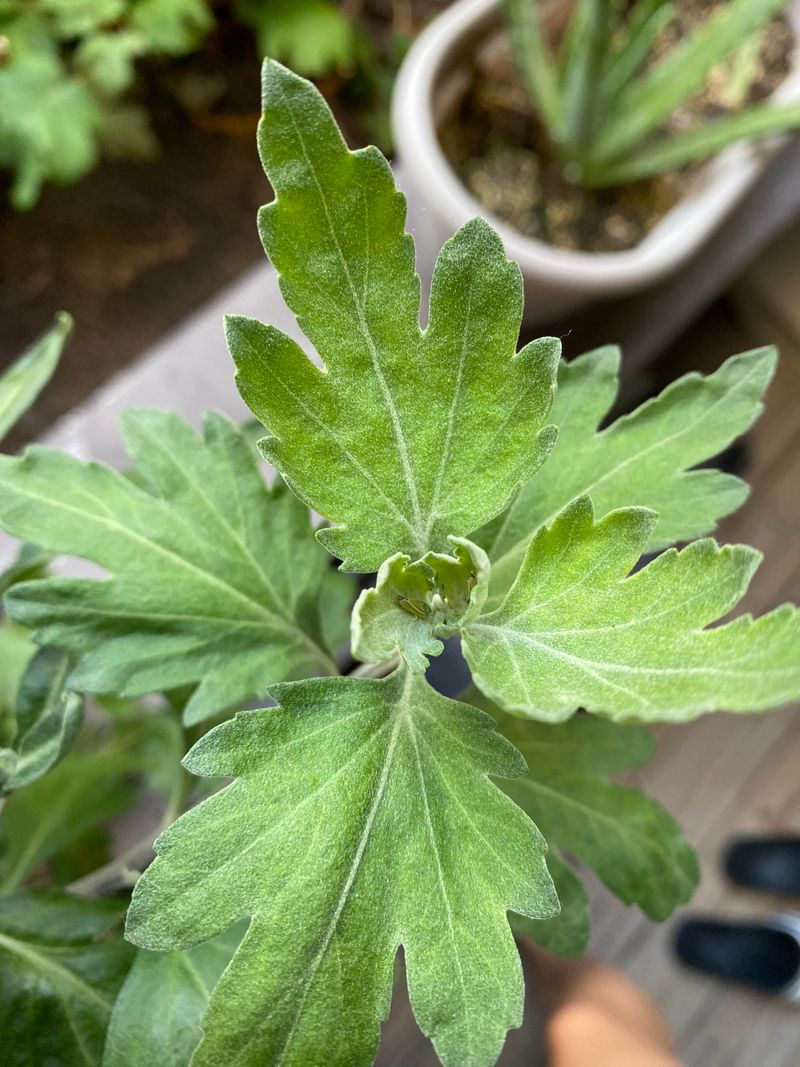 Forgetting To Check For Pests And Disease