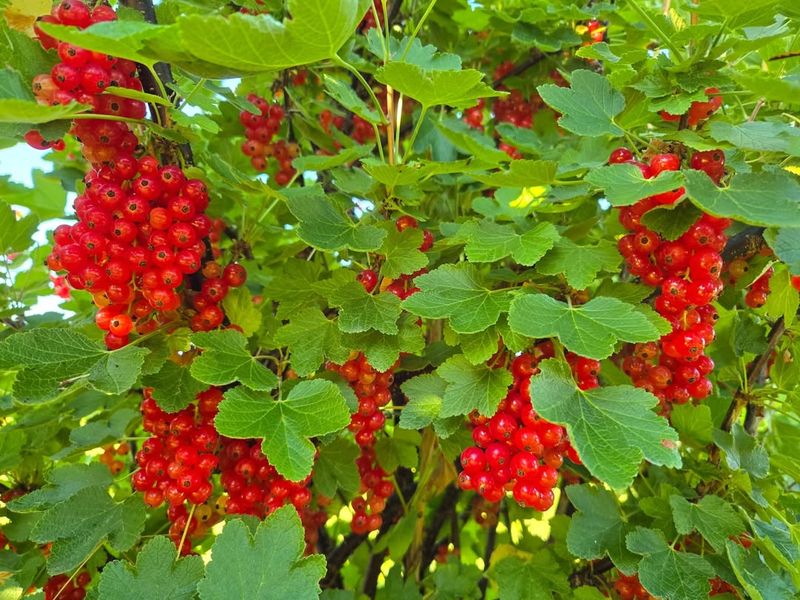 Currants