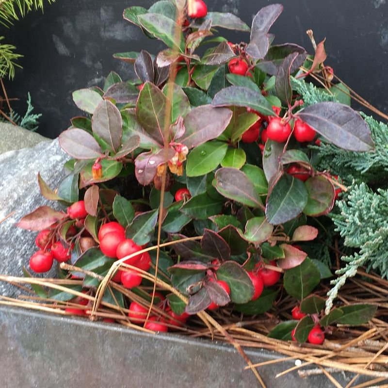 Wintergreen
