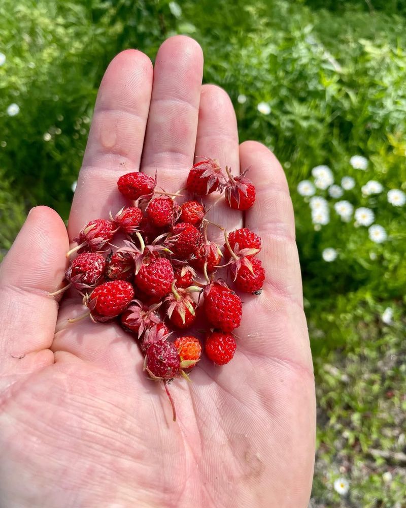 Wild Strawberries