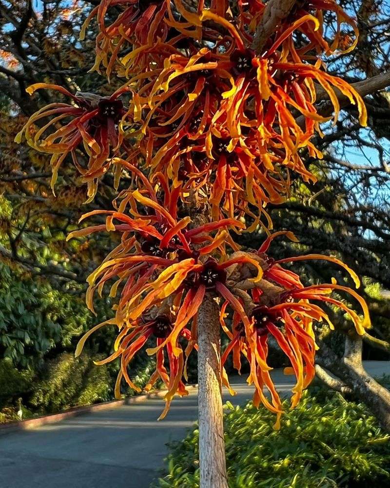 Witch Hazel
