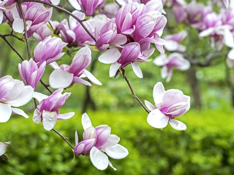 Saucer Magnolia