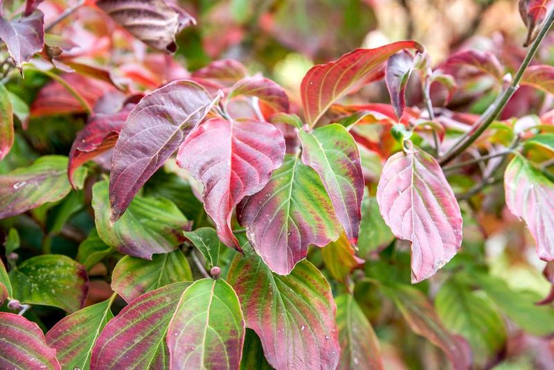 Flowering Dogwood: Crimson Leaves Follow Spring Blossoms