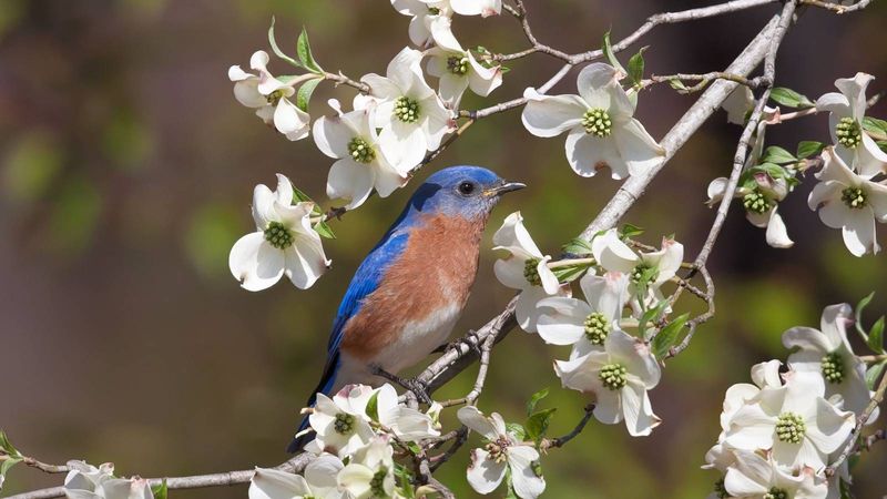 Dogwood Bringing Seasonal Highlights