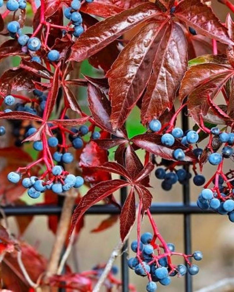 Virginia Creeper Over English Ivy