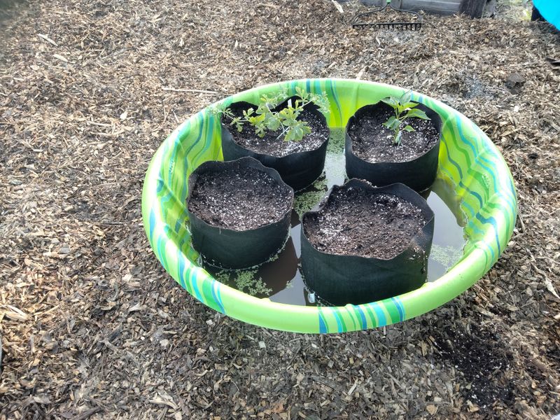 Group Container Plants In Shallow Kiddie Pools