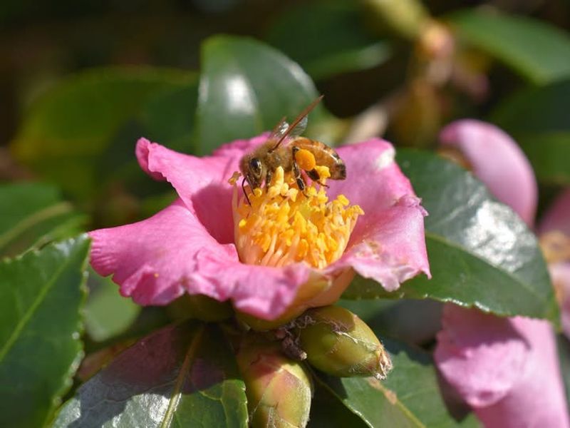 Attracts Pollinators When They Need It Most