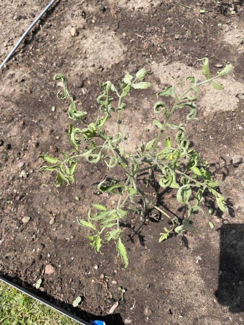 Areas With Heavy Clay Soil That Stays Wet