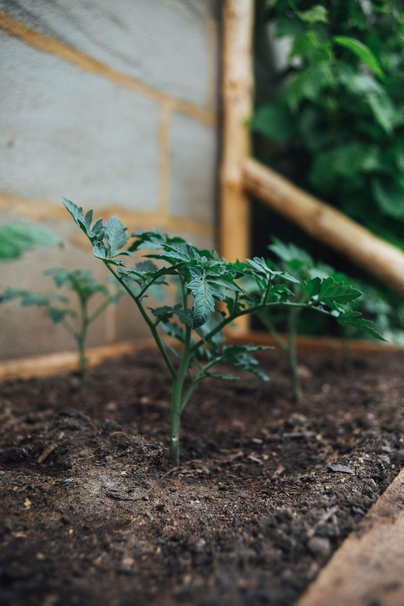In Spots With Fresh Or Uncomposted Manure