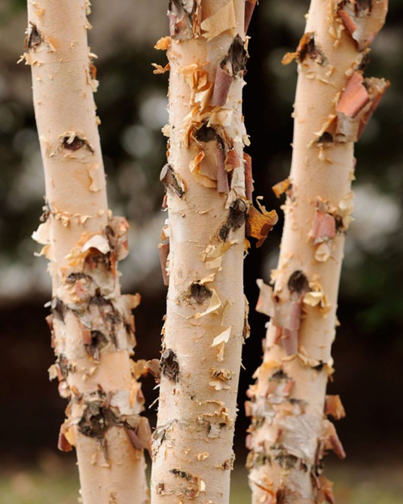 River Birch