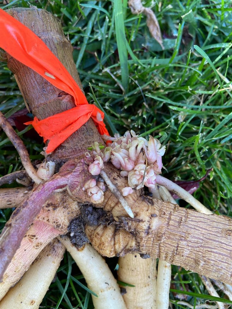 Check For Damage And Disease