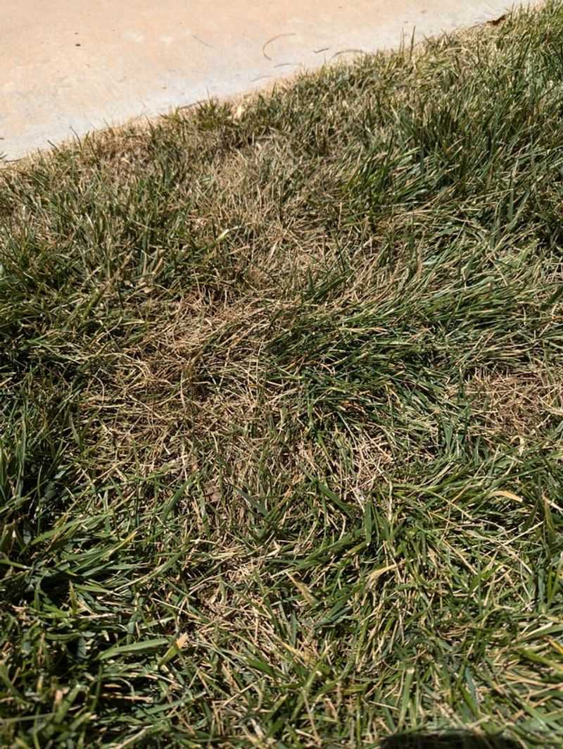 Fungal Diseases Thrive in Constantly Moist Conditions