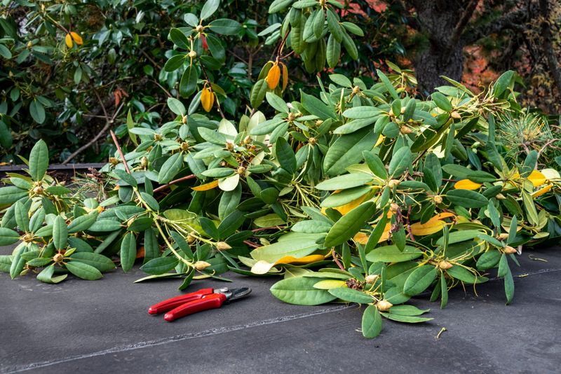 Removing All Perennial Stems And Foliage